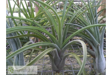 Tillandsia caput-medusae x flabellata