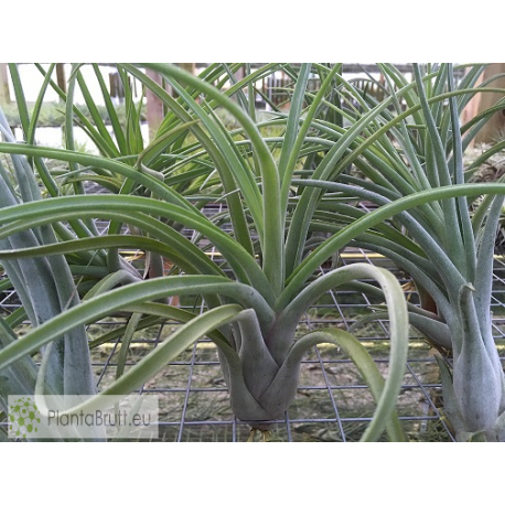 Tillandsia caput-medusae x flabellata