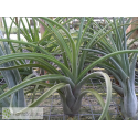 Tillandsia caput-medusae x flabellata