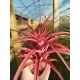 Tillandsia capitata x streptophylla