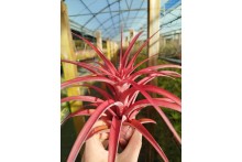 Tillandsia capitata x streptophylla