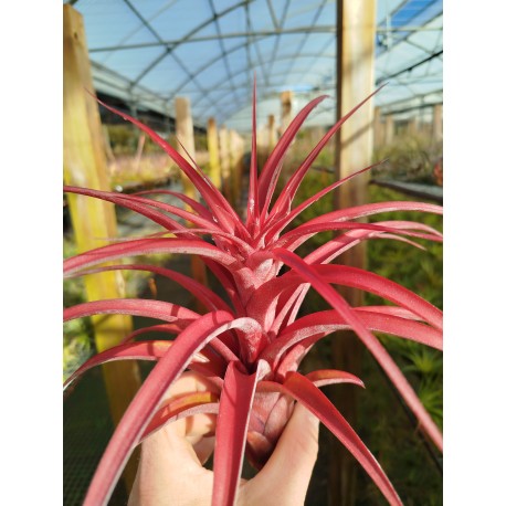 Tillandsia capitata x streptophylla