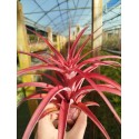 Tillandsia Love Knot (capitata x streptophylla)