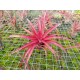 Tillandsia capitata x streptophylla