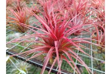 Tillandsia Rainforest Red