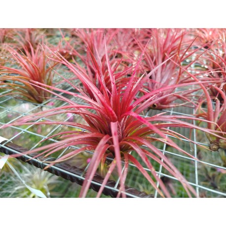 Tillandsia Rainforest Red