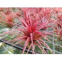 Tillandsia Rainforest Red