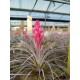 Tillandsia Houston 'Red Princess'