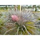 Tillandsia stricta Silver