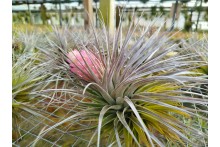 Tillandsia stricta Silver
