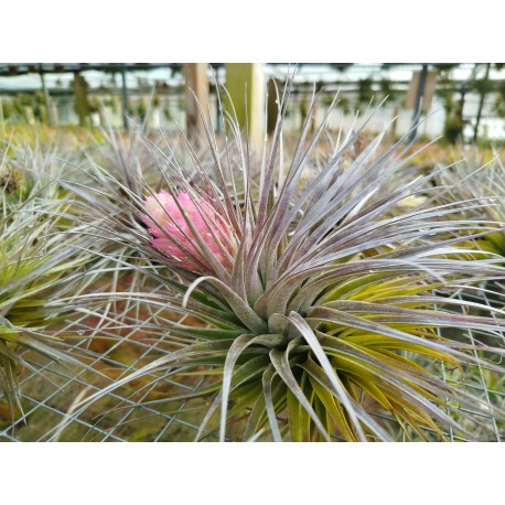 Tillandsia stricta Silver