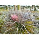 Tillandsia stricta Silver