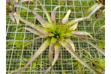 Tillandsia polystachia de graine