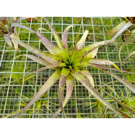 Tillandsia polystachia
