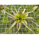 Tillandsia polystachia de graine
