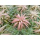 Tillandsia ionantha var. vanhyningii Jumbo