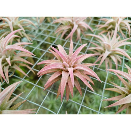 Tillandsia ionantha var. vanhyningii Jumbo