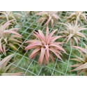 Tillandsia ionantha var. vanhyningii Jumbo