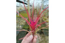 Tillandsia Joel (bulbosa x  ionantha)