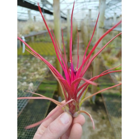 Tillandsia Joel (bulbosa x  ionantha)