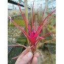Tillandsia Joel (bulbosa x  ionantha)