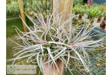 Tillandsia leonamiana XXL clumb