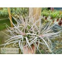 Tillandsia leonamiana XXL clumb