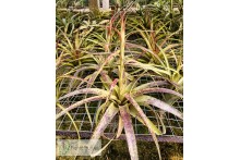 Tillandsia polystachia