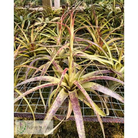 Tillandsia polystachia