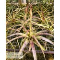 Tillandsia polystachia