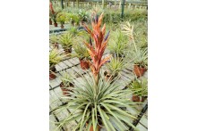 Tillandsia tecpanensis
