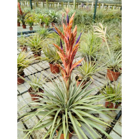 Tillandsia tecpanensis