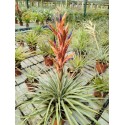 Tillandsia tecpanensis