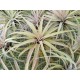 Tillandsia capitata Peach XL