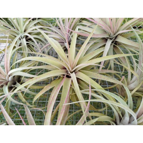 Tillandsia capitata Peach XL