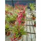 Tillandsia orogenes