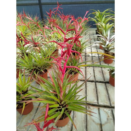 Tillandsia orogenes