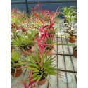 Tillandsia orogenes