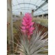 Tillandsia stricta Silver