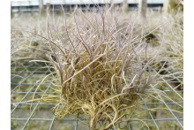 Tillandsia recurvata