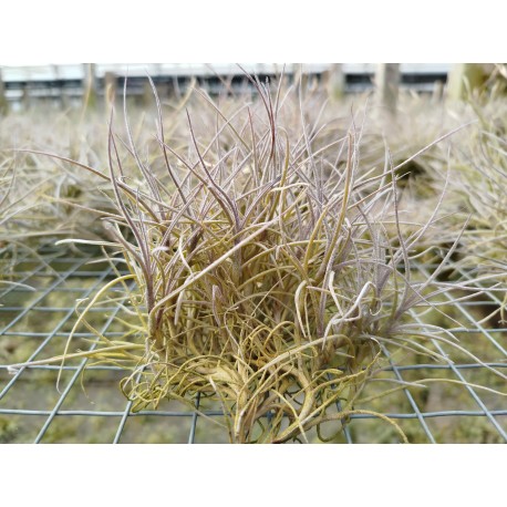 Tillandsia recurvata