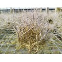 Tillandsia recurvata