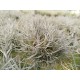 Tillandsia capillaris