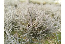 Tillandsia capillaris