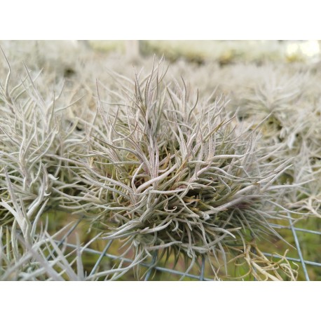 Tillandsia capillaris