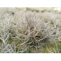 Tillandsia capillaris