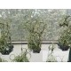 Tillandsia intermedia Basket