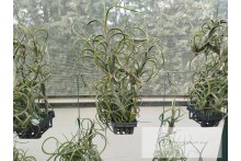 Tillandsia intermedia Basket