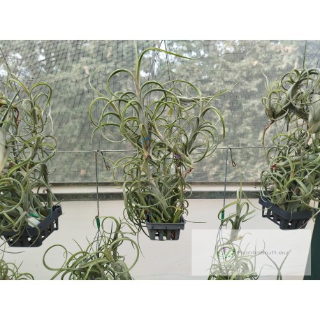 Tillandsia intermedia Basket