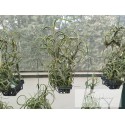 Tillandsia intermedia Basket